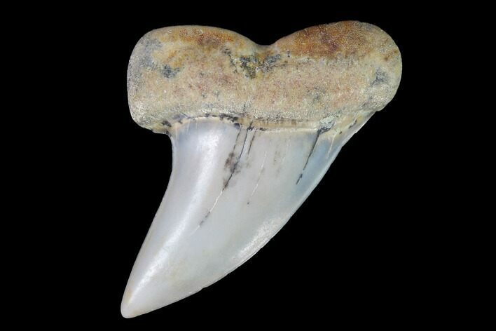Mako Shark Tooth Fossil - Sharktooth Hill, CA #94728
